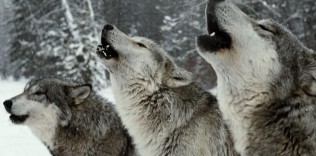 Wolf Pack | Guest Panel